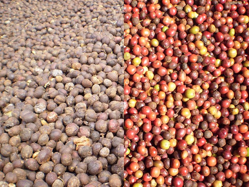 Hạt cà phê Robusta chín đỏ đặc sản trứ danh của thủ phủ cà phê Buôn Ma Thuột – Đắk Lắk