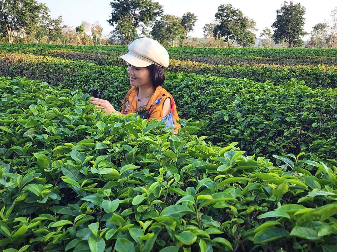 Du khách hái chè giữa luống chè Biển Hồ
